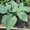Hosta Halcyon Plantain Lily