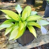 Hosta X June Plantain Lily