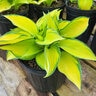 Hosta X June Plantain Lily