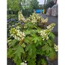 Hydrangea Quercifolia Alice Oakleaf Hydrangea