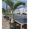 Hyophorbe Lagenicaulis Bottle Palm 3 gal. Container