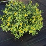 Hypericum Frondosum Sunburst St. Johns Wort