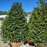 Ilex X Nellie R. Stevens Holly Tree Form Standard 4 in. Caliper Ball and Burlap