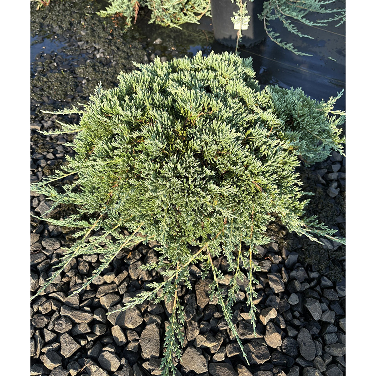Juniperus horizontalis Wiltonii Blue Rug Juniper | SiteOne US