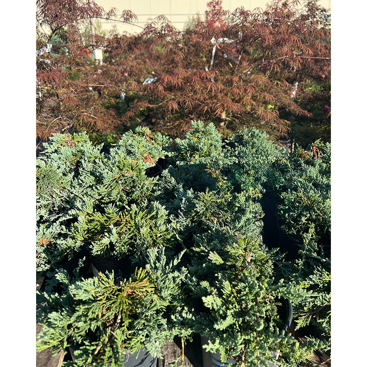 Juniperus Horizontalis Wiltonii Blue Rug Juniper | SiteOne US