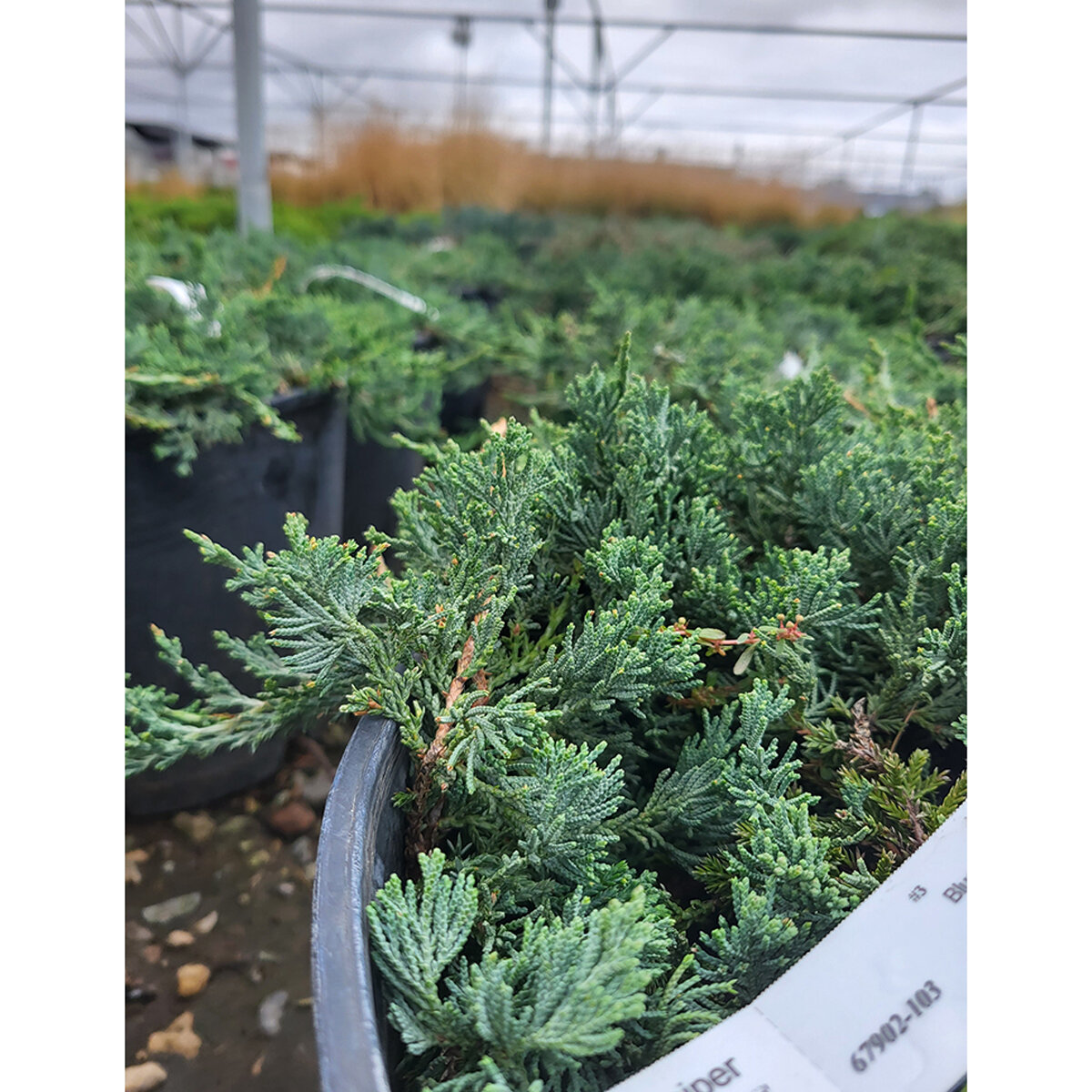 Juniperus horizontalis Wiltonii Blue Rug Juniper | SiteOne US