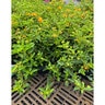 Lantana Camara New Gold Lantana