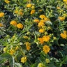 Lantana Camara New Gold Lantana