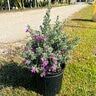 Leucophyllum Frutescens Green Cloud Texas Sage