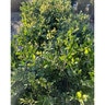 Ligustrum japonicum Japanese Privet