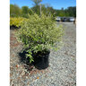 Ligustrum Sinense Variegatum Chinese Privet