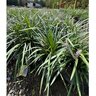 Liriope Muscari Big Blue Lilyturf