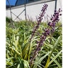 Liriope muscari Variegata Variegated Lilyturf