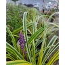 Liriope muscari Variegata Variegated Lilyturf