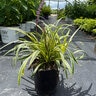 Liriope muscari Variegata Variegated Lilyturf