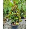 Magnolia Grandiflora Little Gem Southern Magnolia