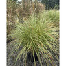 Miscanthus Sinensis Adagio Maiden Grass
