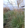 Miscanthus Sinensis Adagio Maiden Grass