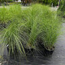 Miscanthus Sinensis Gracillimus Maiden Grass