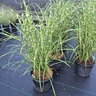 Miscanthus Sinensis Zebrinus Zebra Grass