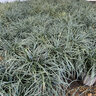 Ophiopogon Japonicus Mondo Grass Premium 1 gal. Container