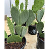 Opuntia ellisiana Spineless Prickly Pear Cactus