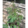 Paeonia Lactiflora Peony