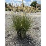 Pennisetum Alopecuroides Hameln Dwarf Fountain Grass