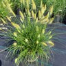 Pennisetum Alopecuroides Hameln Dwarf Fountain Grass