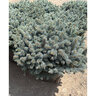 Picea Pungens Glauca Globosa Blue Spruce 30 in. Width 10 gal. Container