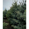 Picea Pungens var. Glauca Colorado Spruce