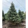 Picea Pungens var. Glauca Colorado Spruce