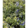 Plumbago Auriculata Cape Leadwort
