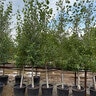 Populus Tremuloides Aspen