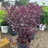 Prunus X Cistena Purple Leaf Sand Cherry