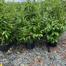 Prunus Laurocerasus Schipkaensis English Laurel