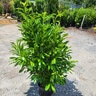 Prunus Laurocerasus Schipkaensis English Laurel