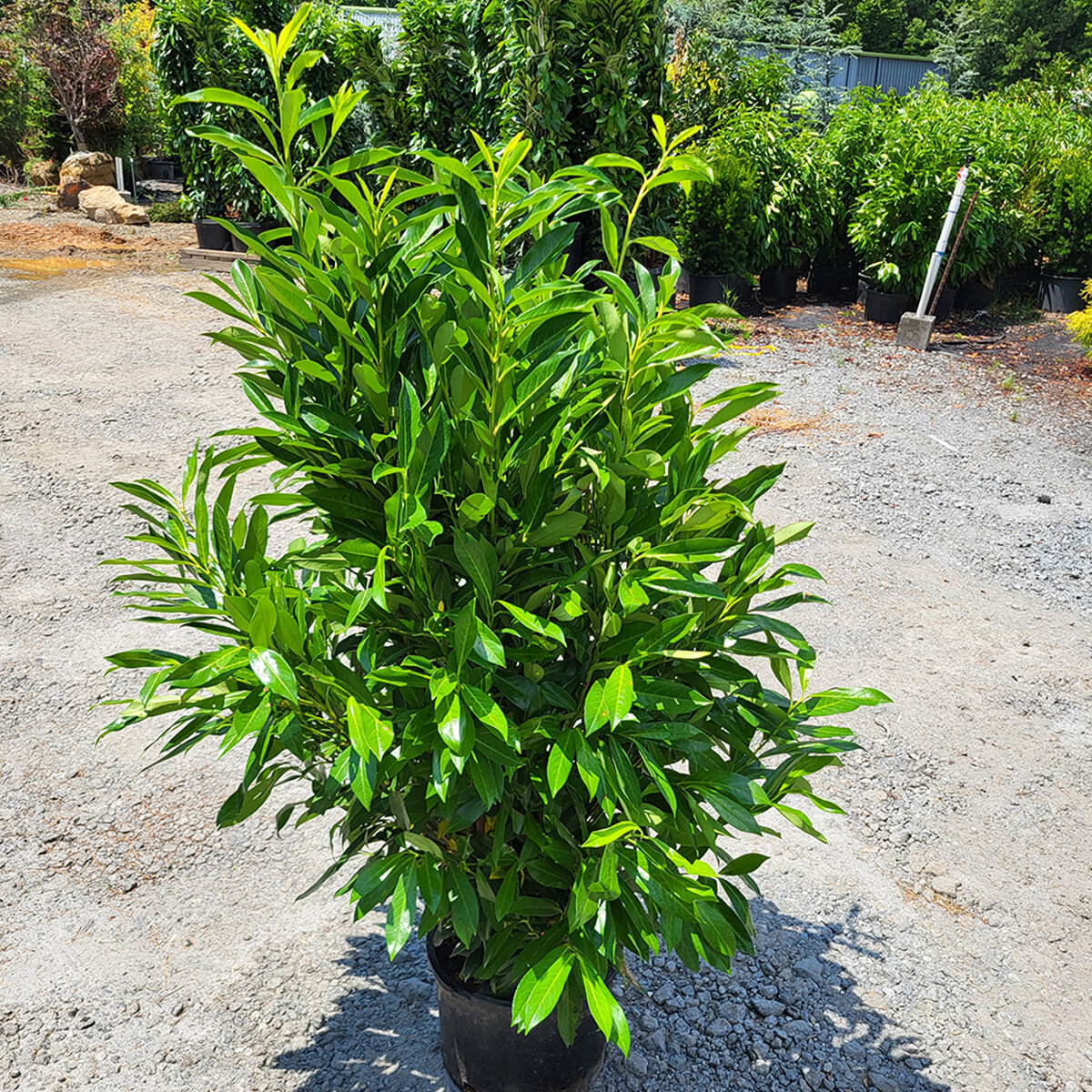 Prunus laurocerasus Schipkaensis English Laurel | SiteOne US