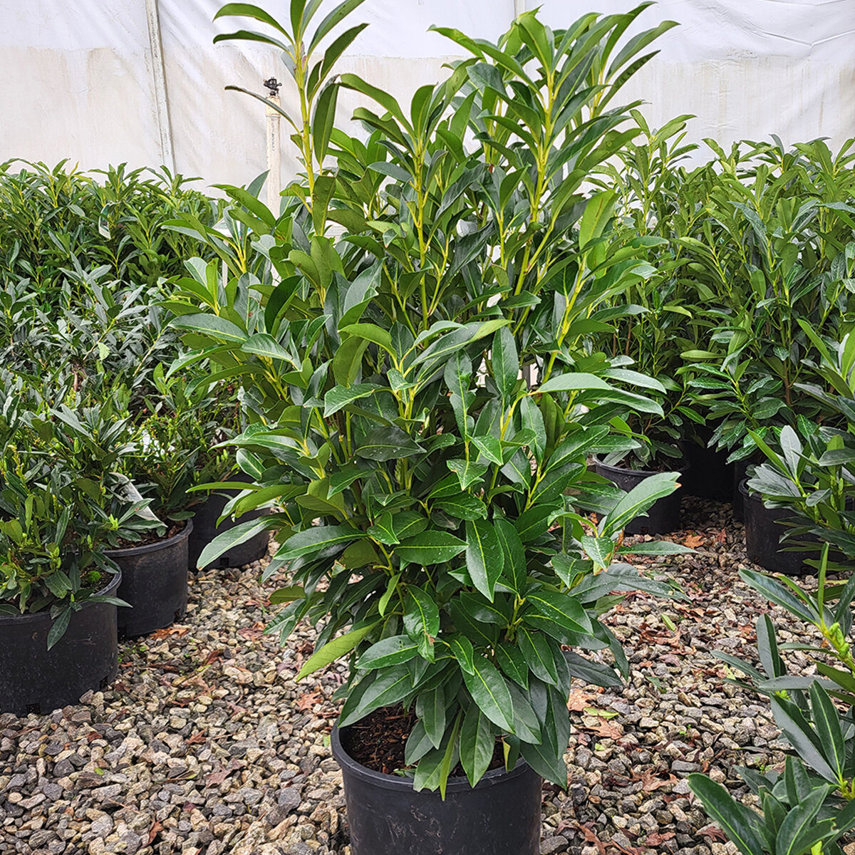 Prunus laurocerasus Schipkaensis English Laurel | SiteOne US
