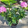 Rhododendron Catawbiense Roseum Elegans Rhododendron