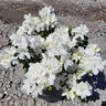 Rhododendron X Delaware Valley White Azalea