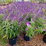 Salvia Leucantha Mexican Bush Sage