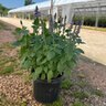 Salvia Leucantha Mexican Bush Sage