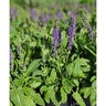 Salvia nemorosa May Night Woodland Sage 15 Count Flat