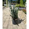 Sansevieria Zeylanica Bowstring Hemp