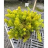 Sedum Rupestre Angelina Stonecrop