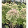 Sedum Spectabile Autumn Joy Sedum