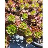 Sedum Spurium Sedum