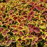 Solenostemon Scutellarioides Coleus