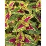 Solenostemon Scutellarioides Coleus